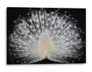 Majestuoso pavo real blanco - Pino Liddi | Cuadro decorativo de Canvas Lab