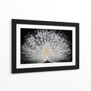 Majestuoso pavo real blanco - Pino Liddi | Cuadro decorativo de Canvas Lab