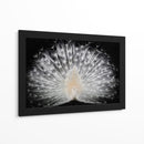 Majestuoso pavo real blanco - Pino Liddi | Cuadro decorativo de Canvas Lab