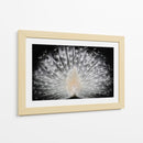 Majestuoso pavo real blanco - Pino Liddi | Cuadro decorativo de Canvas Lab