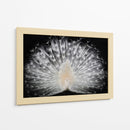 Majestuoso pavo real blanco - Pino Liddi | Cuadro decorativo de Canvas Lab