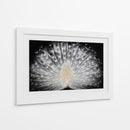 Majestuoso pavo real blanco - Pino Liddi | Cuadro decorativo de Canvas Lab