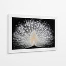 Majestuoso pavo real blanco - Pino Liddi | Cuadro decorativo de Canvas Lab