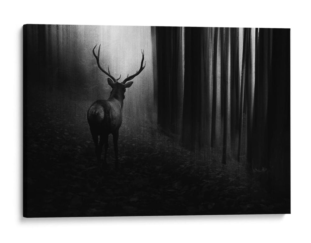 Misterioso ciervo del bosque - Doris Reindl | Cuadro decorativo de Canvas Lab