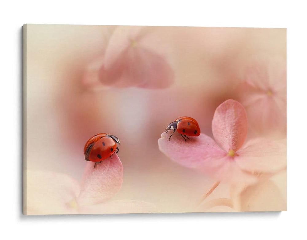Mariquitas sobre pétalos rosas - Ellen van Deelen | Cuadro decorativo de Canvas Lab