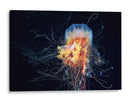 Medusas vibrantes de las profundidades marinas - Alexander Semenov | Cuadro decorativo de Canvas Lab