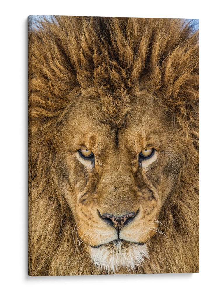 Mirada intensa de león - Mike Centioli | Cuadro decorativo de Canvas Lab