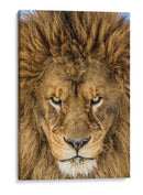 Mirada intensa de león - Mike Centioli | Cuadro decorativo de Canvas Lab