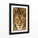 Mirada intensa de león - Mike Centioli | Cuadro decorativo de Canvas Lab