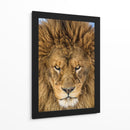 Mirada intensa de león - Mike Centioli | Cuadro decorativo de Canvas Lab