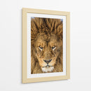 Mirada intensa de león - Mike Centioli | Cuadro decorativo de Canvas Lab