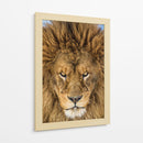 Mirada intensa de león - Mike Centioli | Cuadro decorativo de Canvas Lab