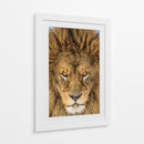 Mirada intensa de león - Mike Centioli | Cuadro decorativo de Canvas Lab