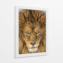 Mirada intensa de león - Mike Centioli | Cuadro decorativo de Canvas Lab