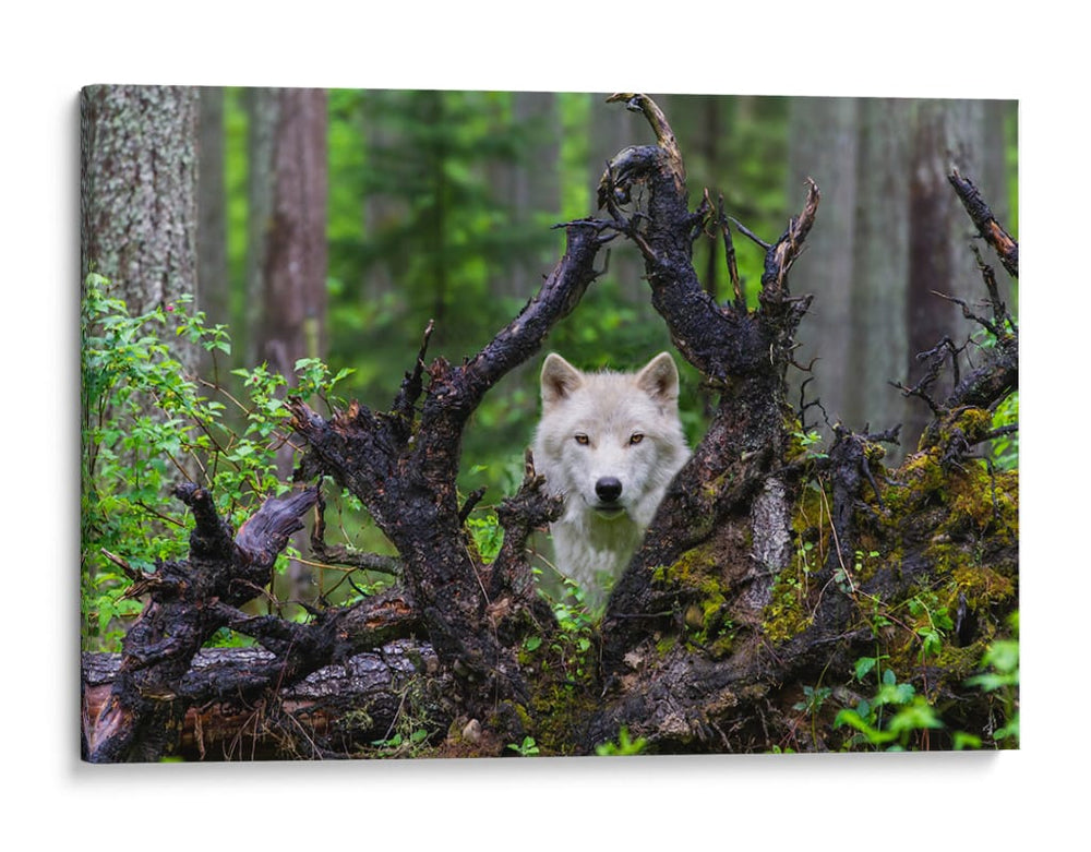 Mirada del lobo blanco en el bosque - Mike Centioli | Cuadro decorativo de Canvas Lab