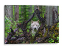 Mirada del lobo blanco en el bosque - Mike Centioli | Cuadro decorativo de Canvas Lab
