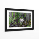 Mirada del lobo blanco en el bosque - Mike Centioli | Cuadro decorativo de Canvas Lab