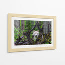 Mirada del lobo blanco en el bosque - Mike Centioli | Cuadro decorativo de Canvas Lab
