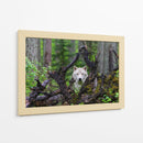 Mirada del lobo blanco en el bosque - Mike Centioli | Cuadro decorativo de Canvas Lab
