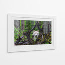 Mirada del lobo blanco en el bosque - Mike Centioli | Cuadro decorativo de Canvas Lab