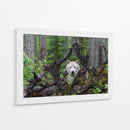 Mirada del lobo blanco en el bosque - Mike Centioli | Cuadro decorativo de Canvas Lab