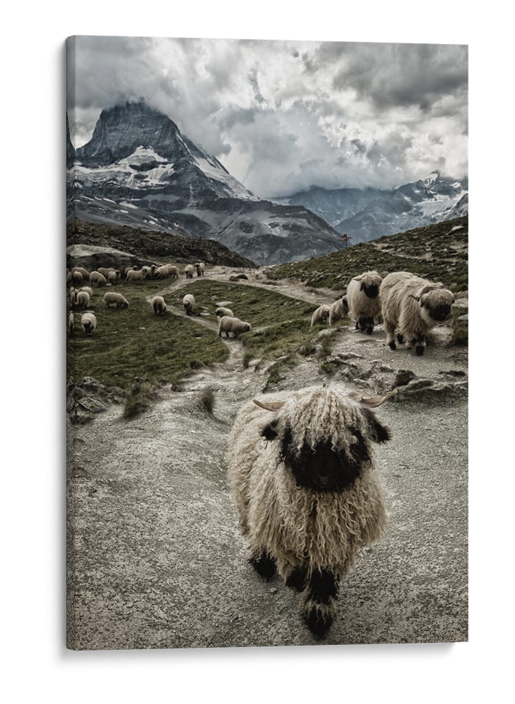 Nariz negra del cantón de Valais Montaña Matterhorn - Susanne Landolt | Cuadro decorativo de Canvas Lab