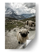 Nariz negra del cantón de Valais Montaña Matterhorn - Susanne Landolt | Cuadro decorativo de Canvas Lab