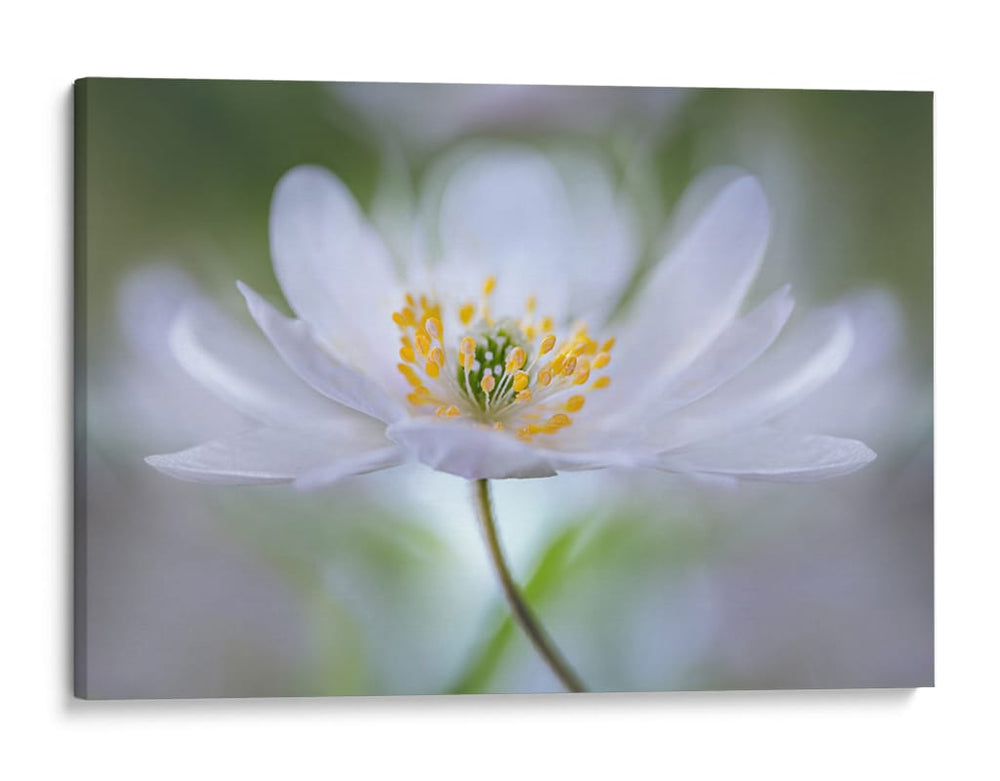 Nemorosa Nirvana - Mandy Disher | Cuadro decorativo de Canvas Lab