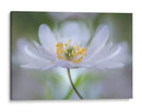 Nemorosa Nirvana - Mandy Disher | Cuadro decorativo de Canvas Lab