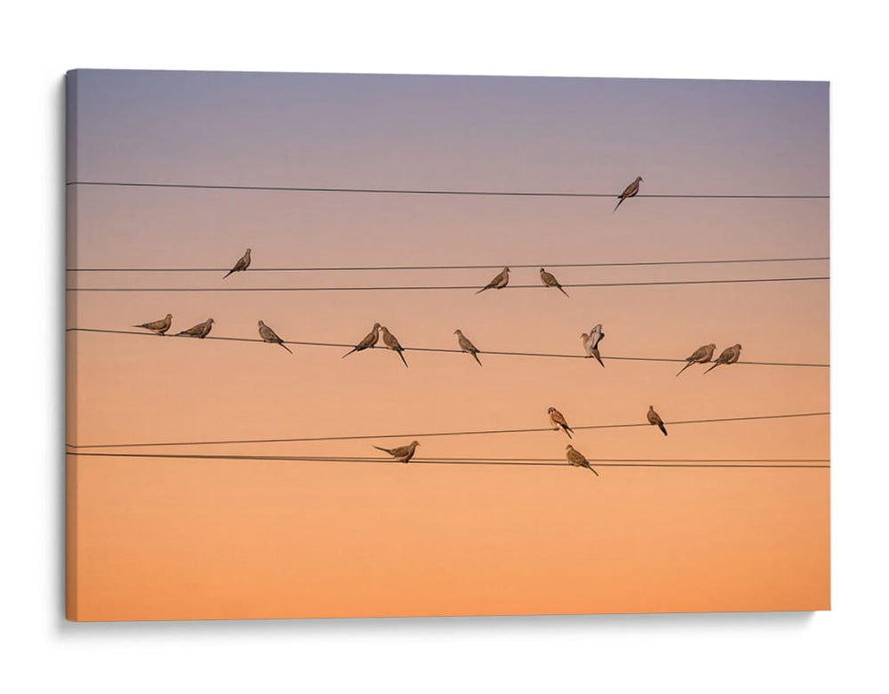 Palomas pacíficas durante la hora dorada - John Fan | Cuadro decorativo de Canvas Lab
