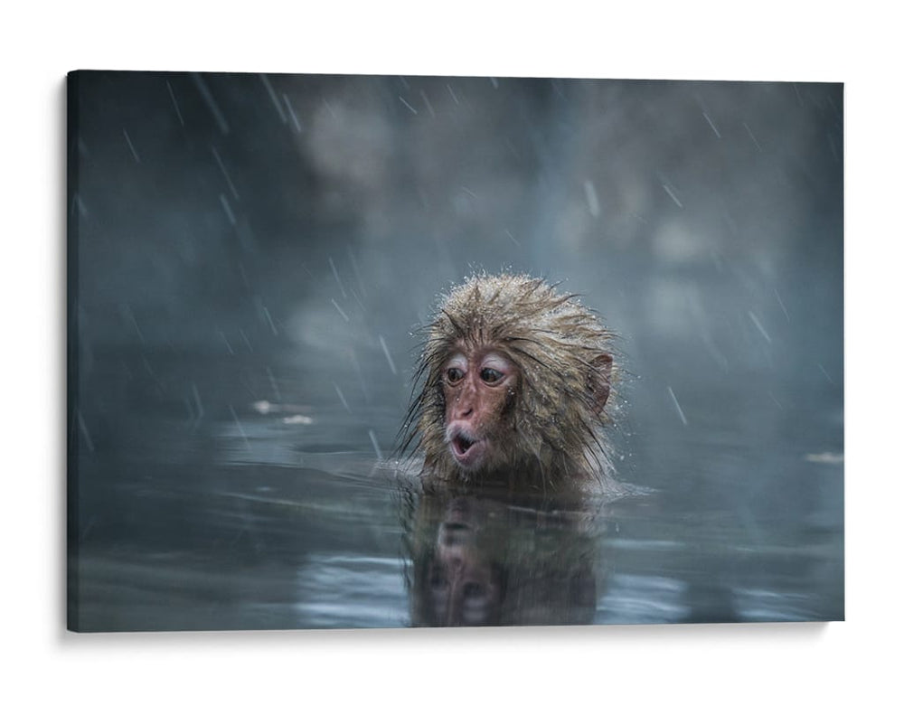 Mono de nieve bajo la lluvia - Takeshi Marumoto | Cuadro decorativo de Canvas Lab