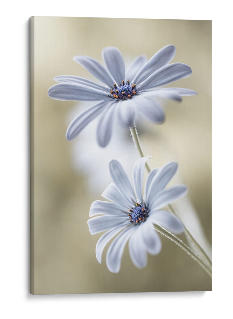 Lunas de escarcha - Mandy Disher | Cuadro decorativo de Canvas Lab