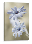 Lunas de escarcha - Mandy Disher | Cuadro decorativo de Canvas Lab