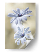 Lunas de escarcha - Mandy Disher | Cuadro decorativo de Canvas Lab