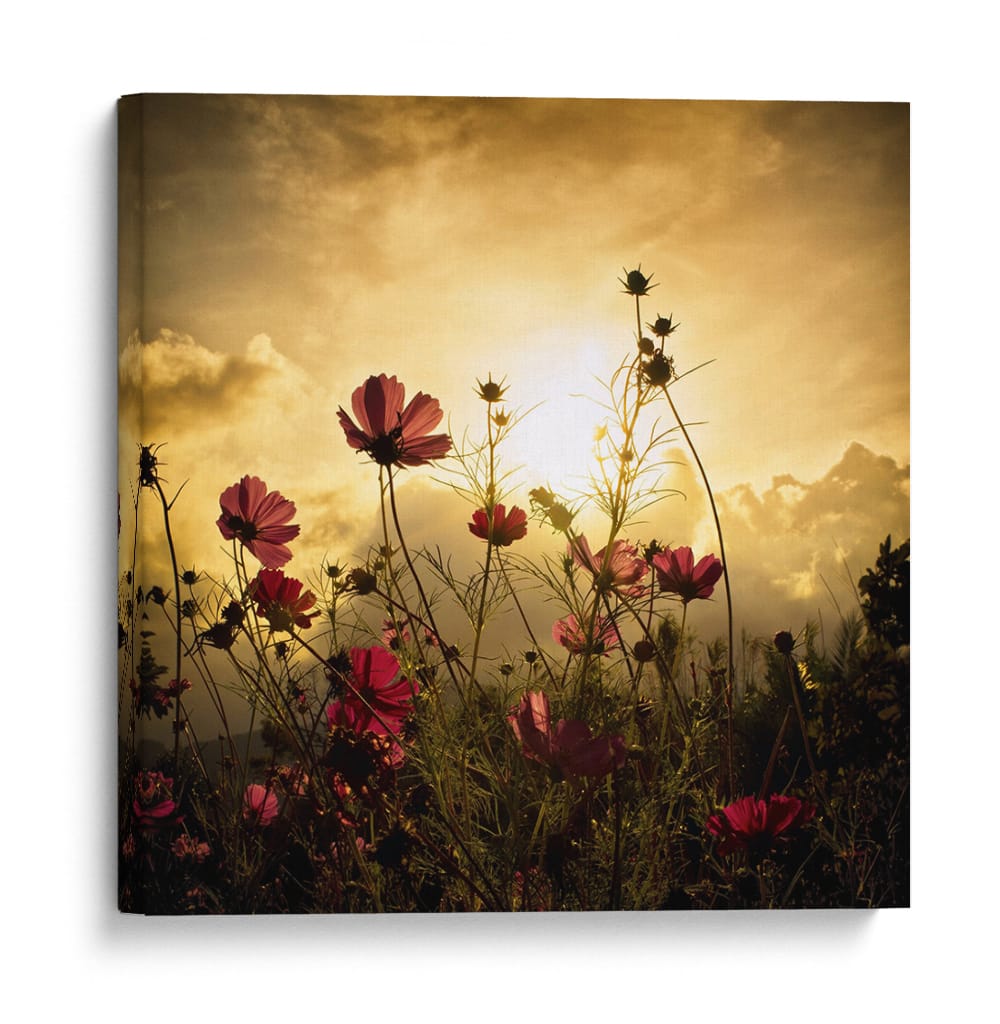 Observando el sol - Christian MARCEL | Cuadro decorativo de Canvas Lab