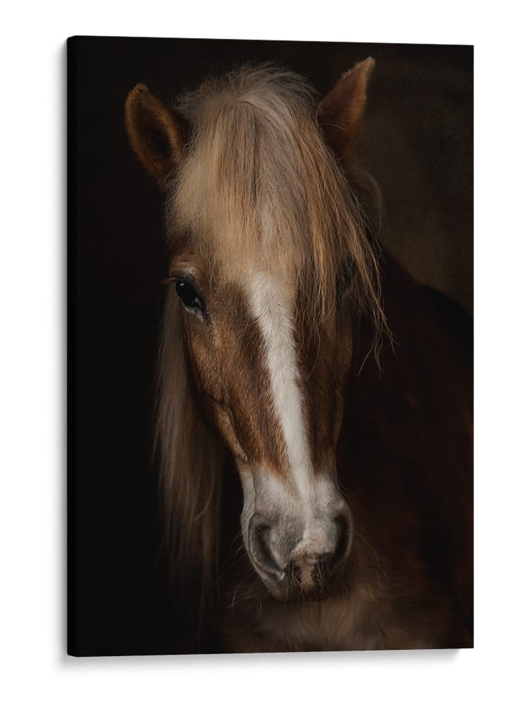 Retrato de un majestuoso caballo - Martine Benezech | Cuadro decorativo de Canvas Lab