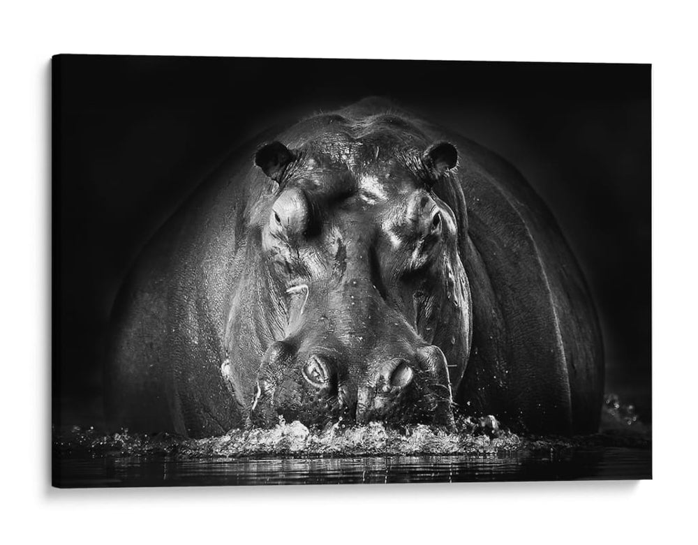 Poderosos hipopótamos emergen - Gorazd Golob | Cuadro decorativo de Canvas Lab