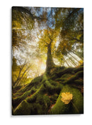 Raíces del bosque de luz dorada - Alberto Ghizzi Panizza | Cuadro decorativo de Canvas Lab