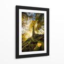 Raíces del bosque de luz dorada - Alberto Ghizzi Panizza | Cuadro decorativo de Canvas Lab