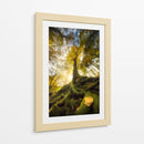 Raíces del bosque de luz dorada - Alberto Ghizzi Panizza | Cuadro decorativo de Canvas Lab