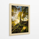 Raíces del bosque de luz dorada - Alberto Ghizzi Panizza | Cuadro decorativo de Canvas Lab