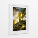 Raíces del bosque de luz dorada - Alberto Ghizzi Panizza | Cuadro decorativo de Canvas Lab