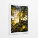 Raíces del bosque de luz dorada - Alberto Ghizzi Panizza | Cuadro decorativo de Canvas Lab