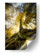Raíces del bosque de luz dorada - Alberto Ghizzi Panizza | Cuadro decorativo de Canvas Lab