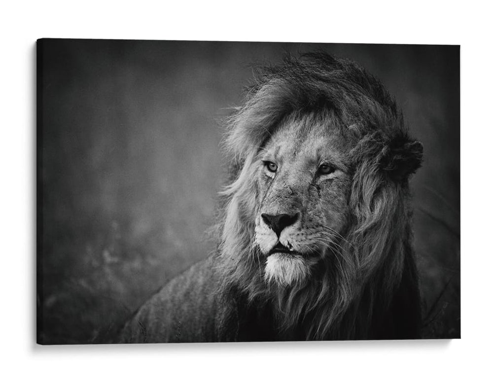 Retrato de un majestuoso león - Mohammed Alnaser | Cuadro decorativo de Canvas Lab