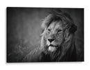 Retrato de un majestuoso león - Mohammed Alnaser | Cuadro decorativo de Canvas Lab