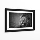 Retrato de un majestuoso león - Mohammed Alnaser | Cuadro decorativo de Canvas Lab