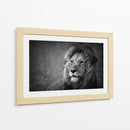 Retrato de un majestuoso león - Mohammed Alnaser | Cuadro decorativo de Canvas Lab