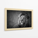 Retrato de un majestuoso león - Mohammed Alnaser | Cuadro decorativo de Canvas Lab