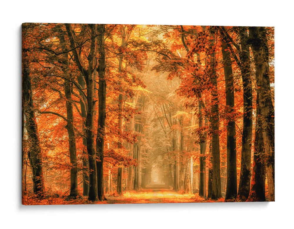 Sendero del bosque dorado de otoño - Lars van de | Cuadro decorativo de Canvas Lab